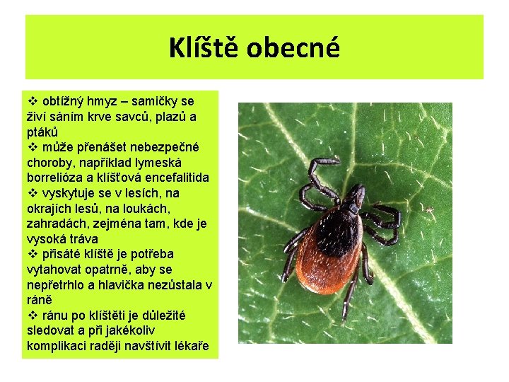 Klíště obecné v obtížný hmyz – samičky se živí sáním krve savců, plazů a Klíště obecné v obtížný hmyz – samičky se živí sáním krve savců, plazů a