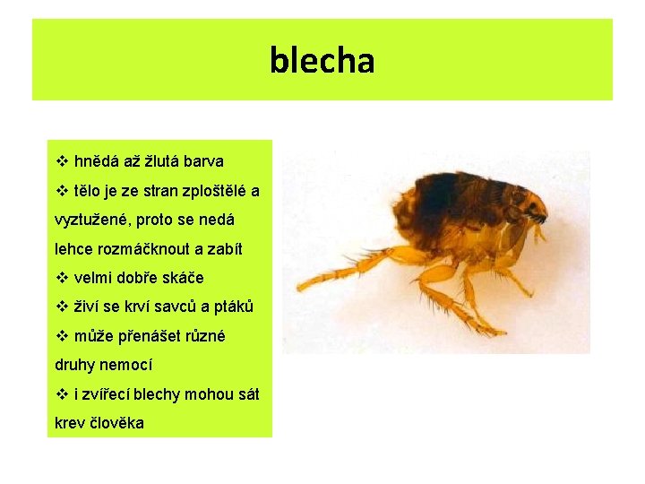 blecha v hnědá až žlutá barva v tělo je ze stran zploštělé a vyztužené, blecha v hnědá až žlutá barva v tělo je ze stran zploštělé a vyztužené,