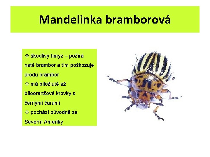 Mandelinka bramborová v škodlivý hmyz – požírá natě brambor a tím poškozuje úrodu brambor Mandelinka bramborová v škodlivý hmyz – požírá natě brambor a tím poškozuje úrodu brambor