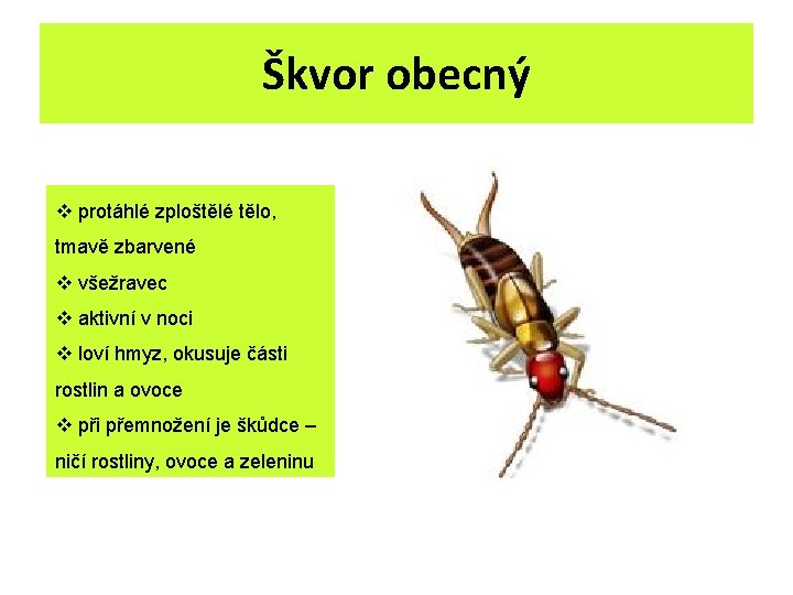 Škvor obecný v protáhlé zploštělé tělo, tmavě zbarvené v všežravec v aktivní v noci Škvor obecný v protáhlé zploštělé tělo, tmavě zbarvené v všežravec v aktivní v noci