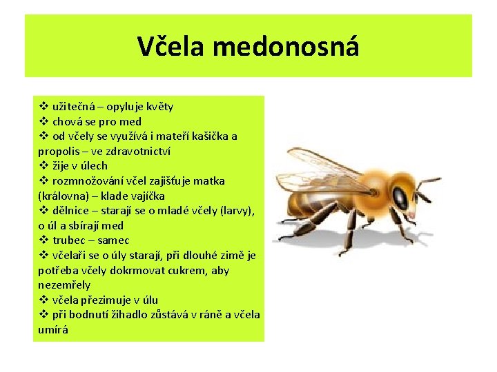 Včela medonosná v užitečná – opyluje květy v chová se pro med v od Včela medonosná v užitečná – opyluje květy v chová se pro med v od