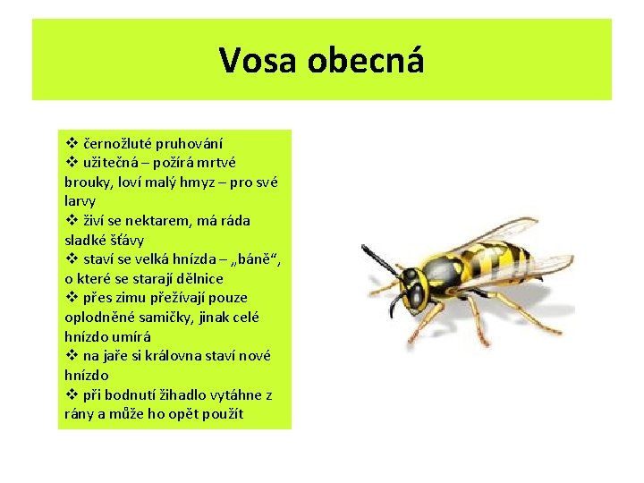 Vosa obecná v černožluté pruhování v užitečná – požírá mrtvé brouky, loví malý hmyz Vosa obecná v černožluté pruhování v užitečná – požírá mrtvé brouky, loví malý hmyz