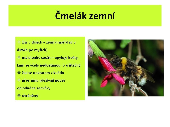 Čmelák zemní v žije v dírách v zemi (například v dírách po myších) v Čmelák zemní v žije v dírách v zemi (například v dírách po myších) v