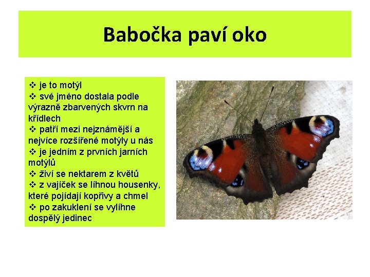 Babočka paví oko v je to motýl v své jméno dostala podle výrazně zbarvených Babočka paví oko v je to motýl v své jméno dostala podle výrazně zbarvených