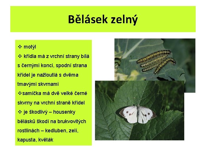 Bělásek zelný v motýl v křídla má z vrchní strany bílá s černými konci, Bělásek zelný v motýl v křídla má z vrchní strany bílá s černými konci,