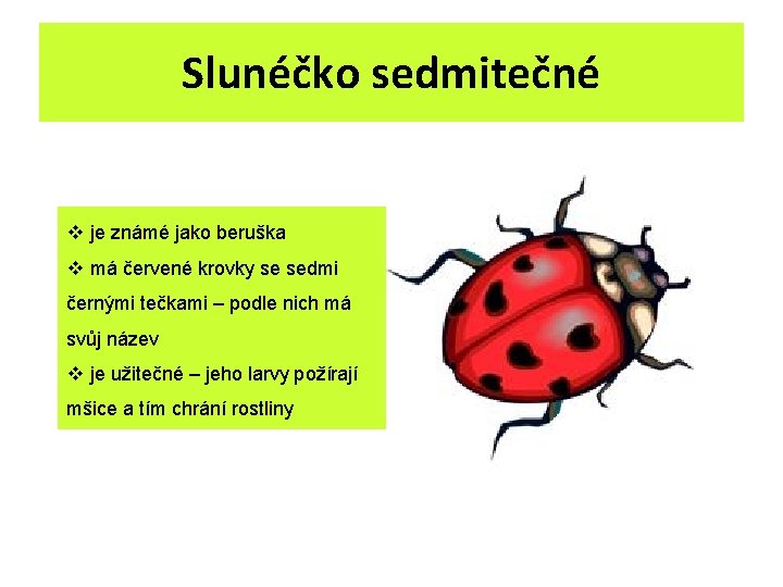Slunéčko sedmitečné v je známé jako beruška v má červené krovky se sedmi černými Slunéčko sedmitečné v je známé jako beruška v má červené krovky se sedmi černými