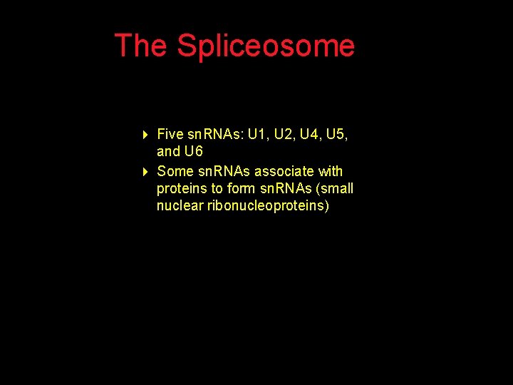 The Spliceosome 4 Five sn. RNAs: U 1, U 2, U 4, U 5,