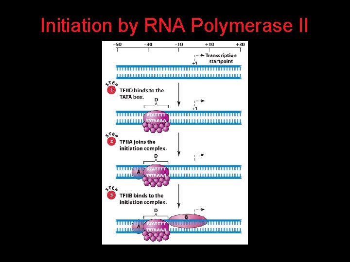 Initiation by RNA Polymerase II 