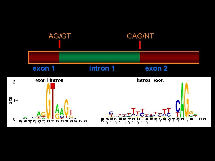 CAG/NT AG/GT exon 1 intron 1 exon 2 