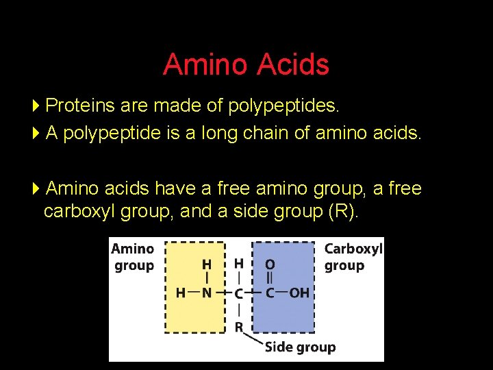 Amino Acids 4 Proteins are made of polypeptides. 4 A polypeptide is a long