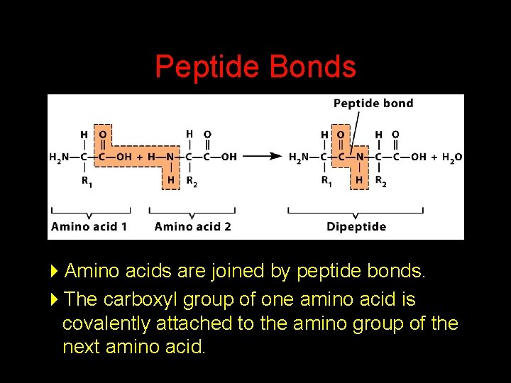 Peptide Bonds 4 Amino acids are joined by peptide bonds. 4 The carboxyl group