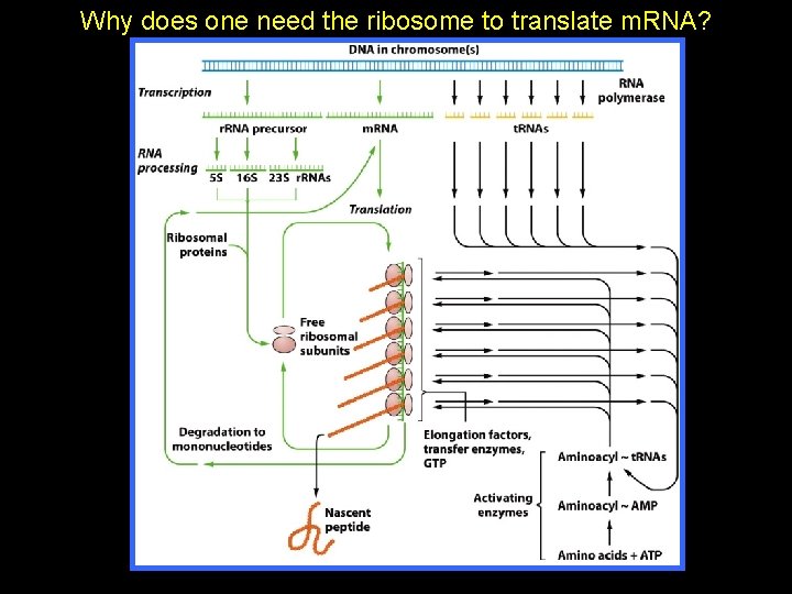Why does one need the ribosome to translate m. RNA? 