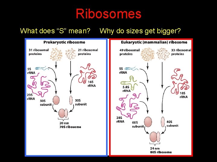 Ribosomes What does “S” mean? Why do sizes get bigger? 