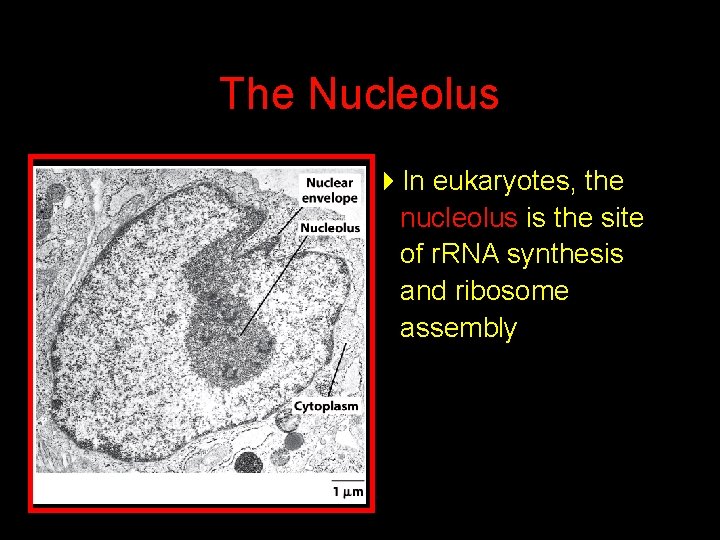 The Nucleolus 4 In eukaryotes, the nucleolus is the site of r. RNA synthesis
