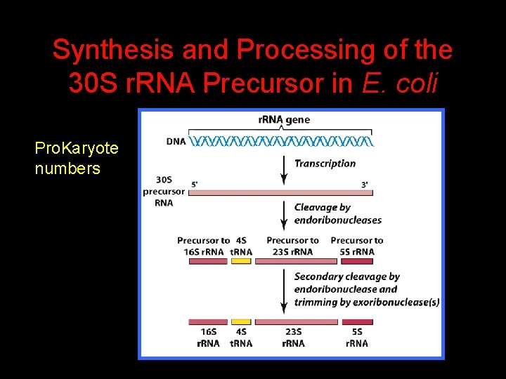 Synthesis and Processing of the 30 S r. RNA Precursor in E. coli Pro.