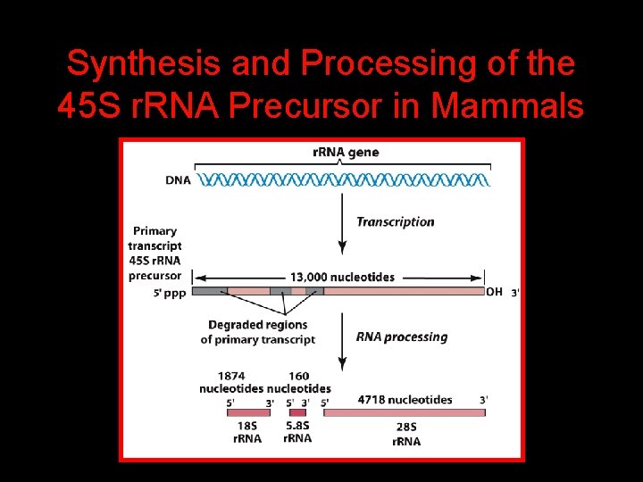 Synthesis and Processing of the 45 S r. RNA Precursor in Mammals 