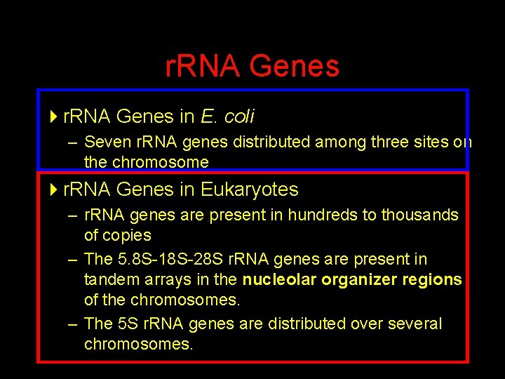 r. RNA Genes 4 r. RNA Genes in E. coli – Seven r. RNA