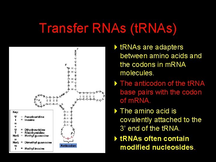 Transfer RNAs (t. RNAs) 4 t. RNAs are adapters between amino acids and the