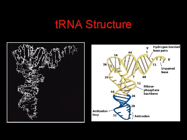 t. RNA Structure 