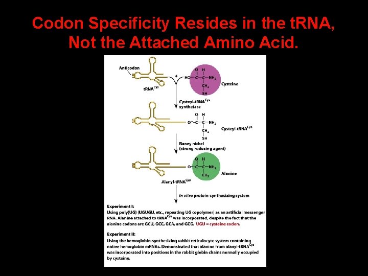 Codon Specificity Resides in the t. RNA, Not the Attached Amino Acid. 