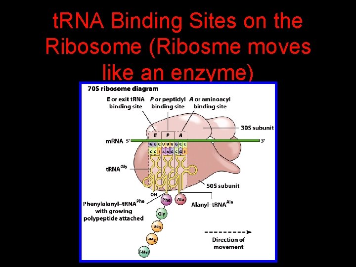 t. RNA Binding Sites on the Ribosome (Ribosme moves like an enzyme) 