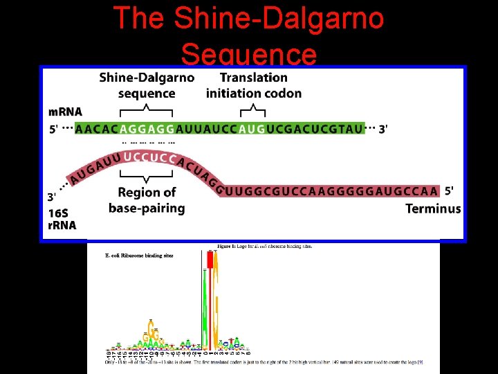 The Shine-Dalgarno Sequence 