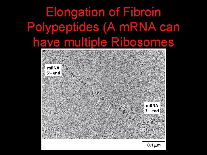 Elongation of Fibroin Polypeptides (A m. RNA can have multiple Ribosomes 