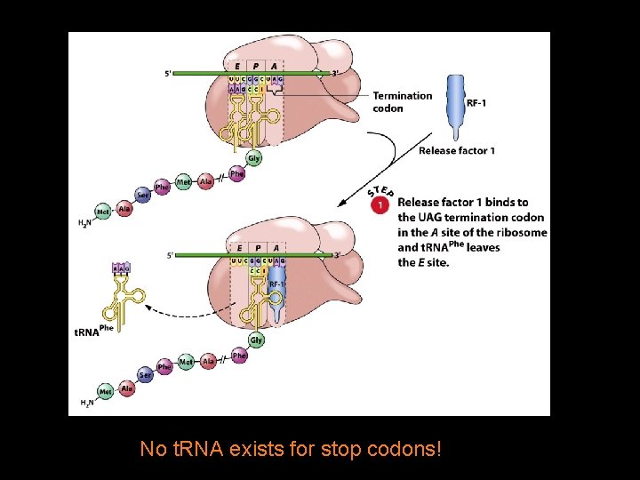 No t. RNA exists for stop codons! 