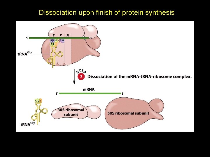 Dissociation upon finish of protein synthesis 