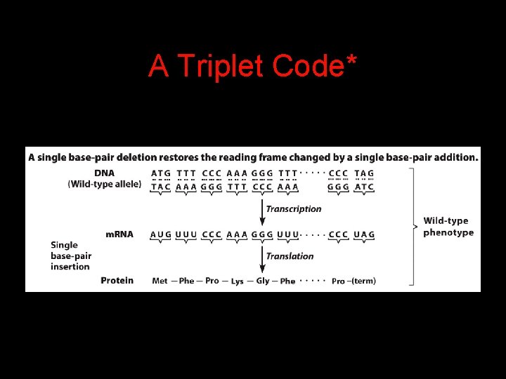 A Triplet Code* 