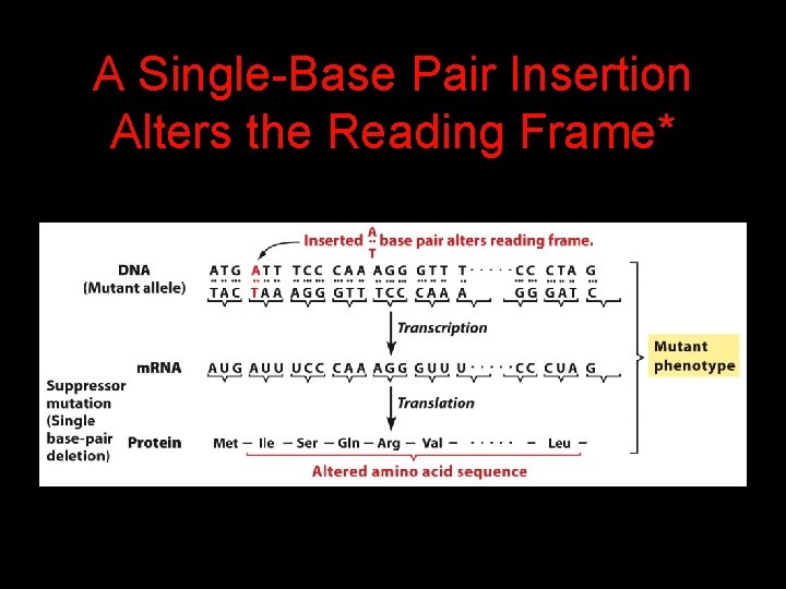 A Single-Base Pair Insertion Alters the Reading Frame* 