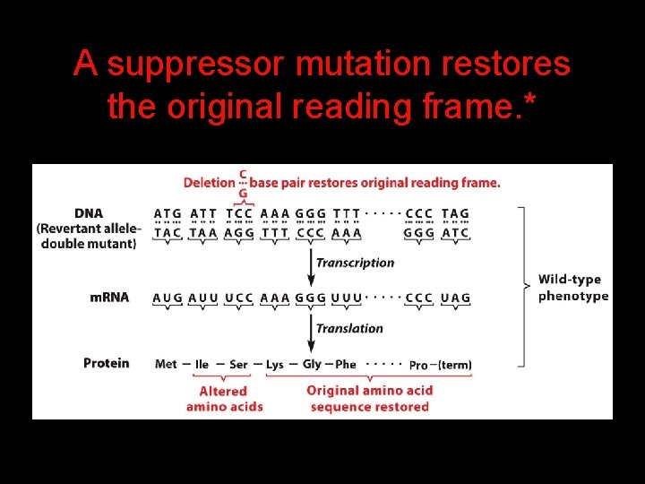 A suppressor mutation restores the original reading frame. * 