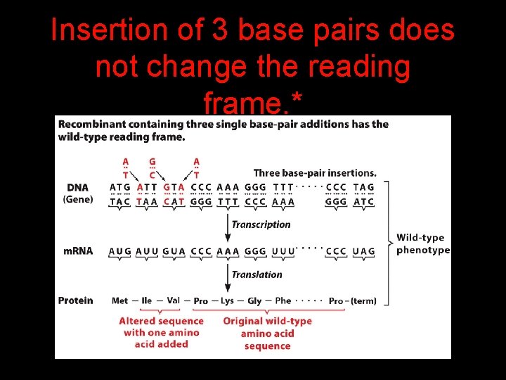 Insertion of 3 base pairs does not change the reading frame. * 