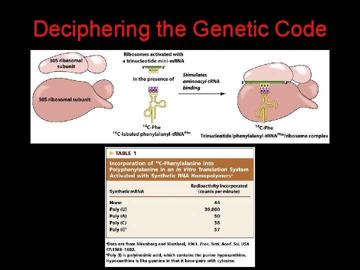 Deciphering the Genetic Code 