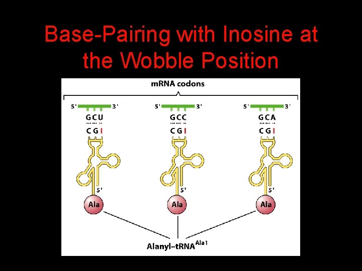 Base-Pairing with Inosine at the Wobble Position 