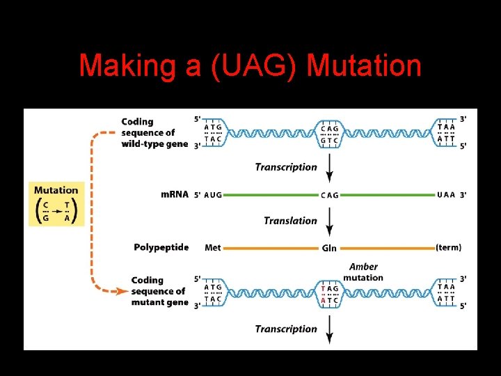 Making a (UAG) Mutation 