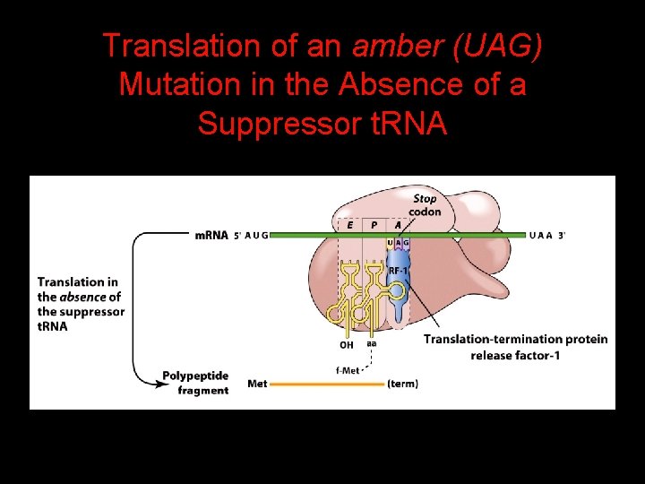 Translation of an amber (UAG) Mutation in the Absence of a Suppressor t. RNA