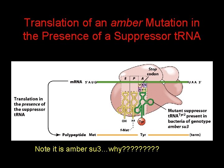 Translation of an amber Mutation in the Presence of a Suppressor t. RNA Note