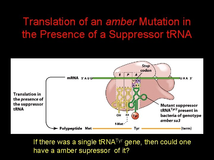 Translation of an amber Mutation in the Presence of a Suppressor t. RNA If
