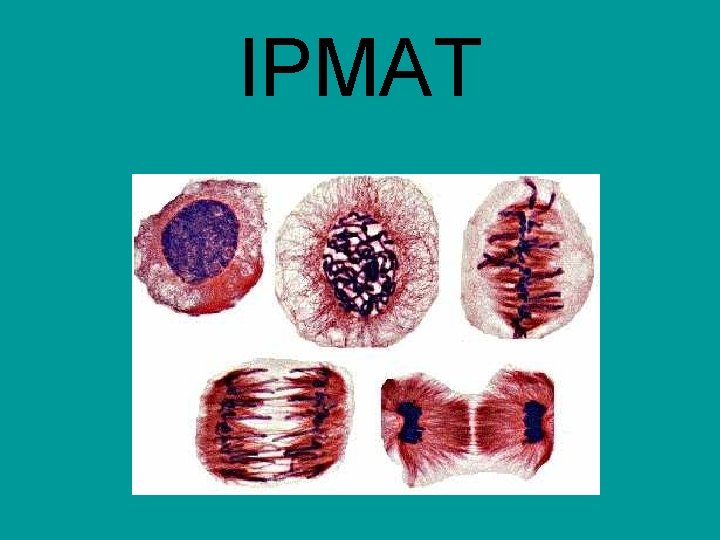 IPMAT 