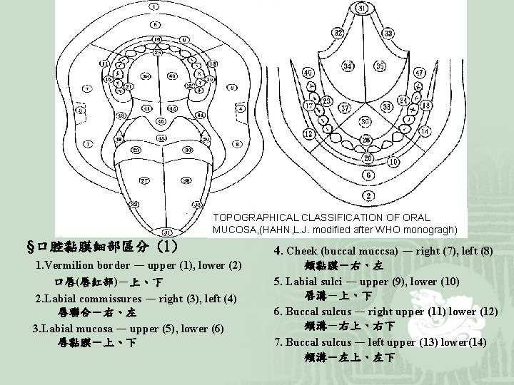 TOPOGRAPHICAL CLASSIFICATION OF ORAL MUCOSA, (HAHN, L. J. modified after WHO monogragh) §口腔黏膜細部區分 (1)