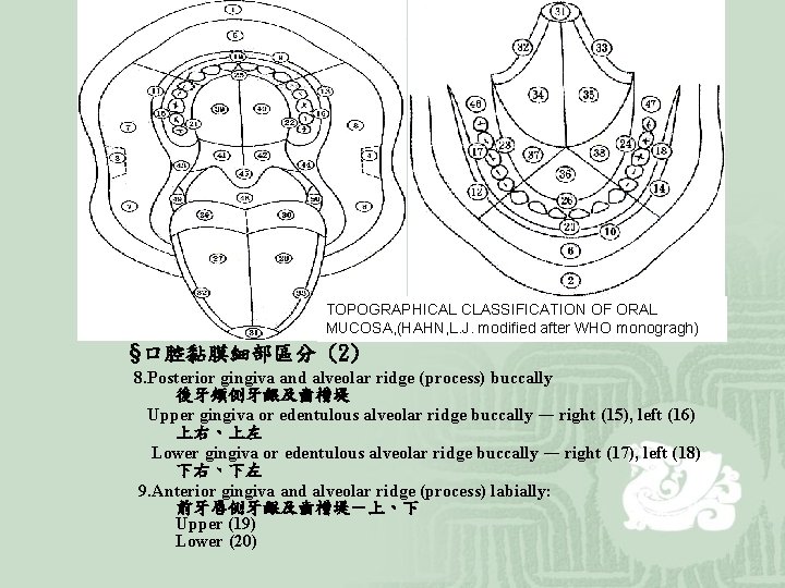 TOPOGRAPHICAL CLASSIFICATION OF ORAL MUCOSA, (HAHN, L. J. modified after WHO monogragh) §口腔黏膜細部區分 (2)