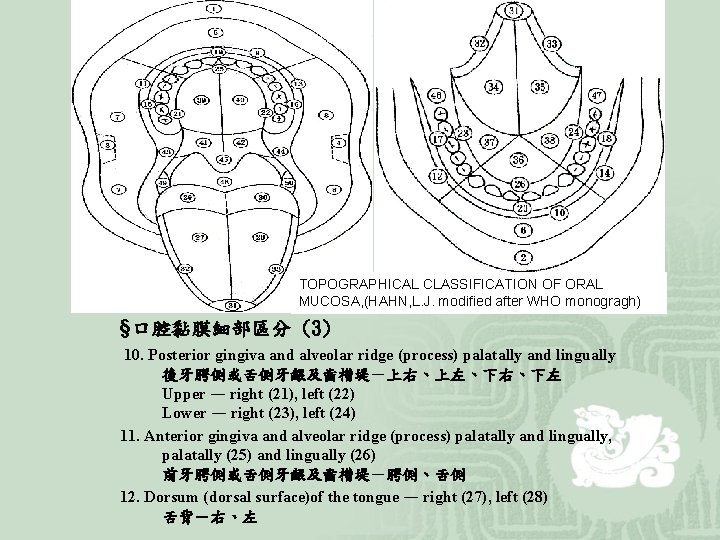 TOPOGRAPHICAL CLASSIFICATION OF ORAL MUCOSA, (HAHN, L. J. modified after WHO monogragh) §口腔黏膜細部區分 (3)