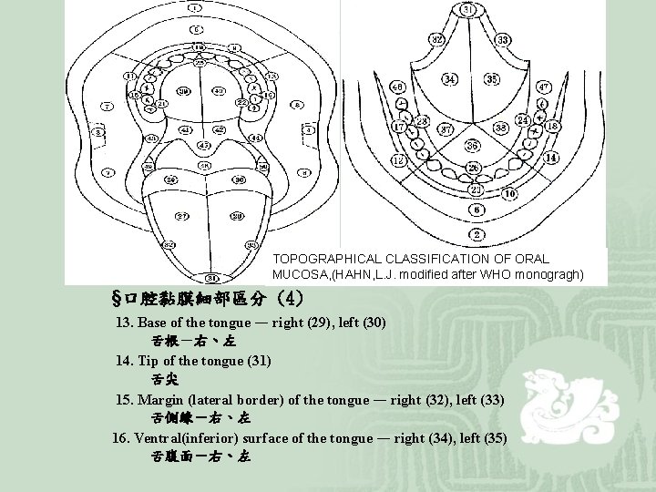 TOPOGRAPHICAL CLASSIFICATION OF ORAL MUCOSA, (HAHN, L. J. modified after WHO monogragh) §口腔黏膜細部區分 (4)