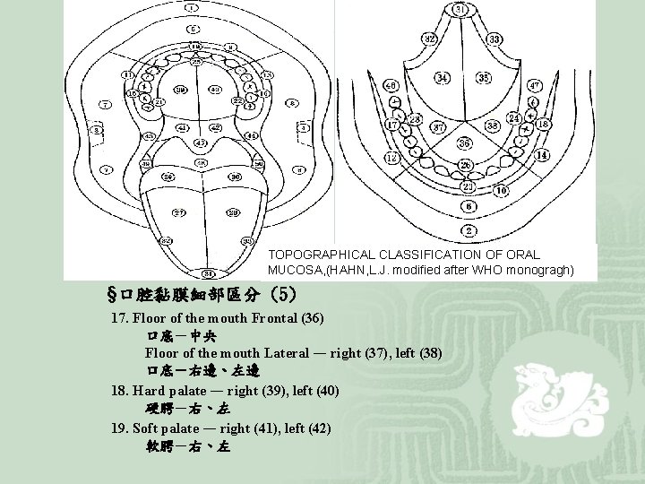 TOPOGRAPHICAL CLASSIFICATION OF ORAL MUCOSA, (HAHN, L. J. modified after WHO monogragh) §口腔黏膜細部區分 (5)