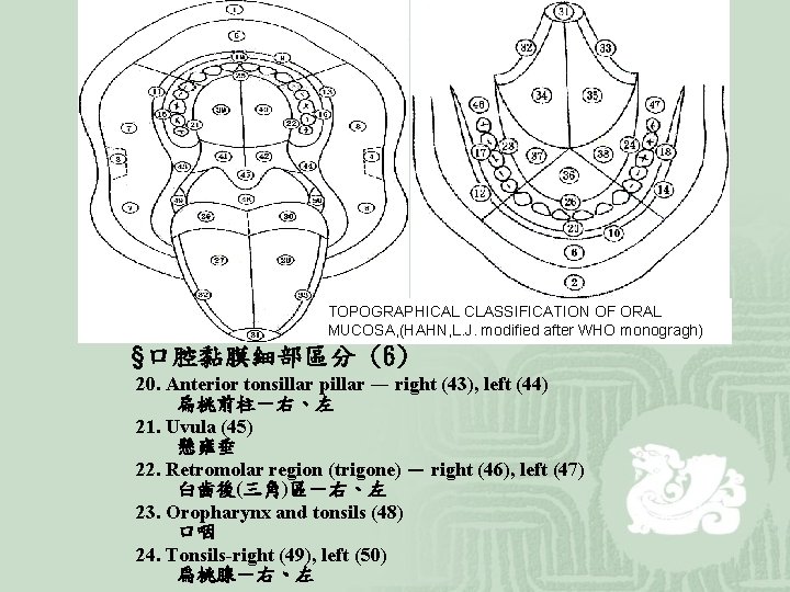 TOPOGRAPHICAL CLASSIFICATION OF ORAL MUCOSA, (HAHN, L. J. modified after WHO monogragh) §口腔黏膜細部區分 (6)