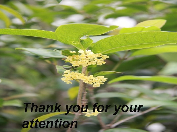 Thank you for your attention 