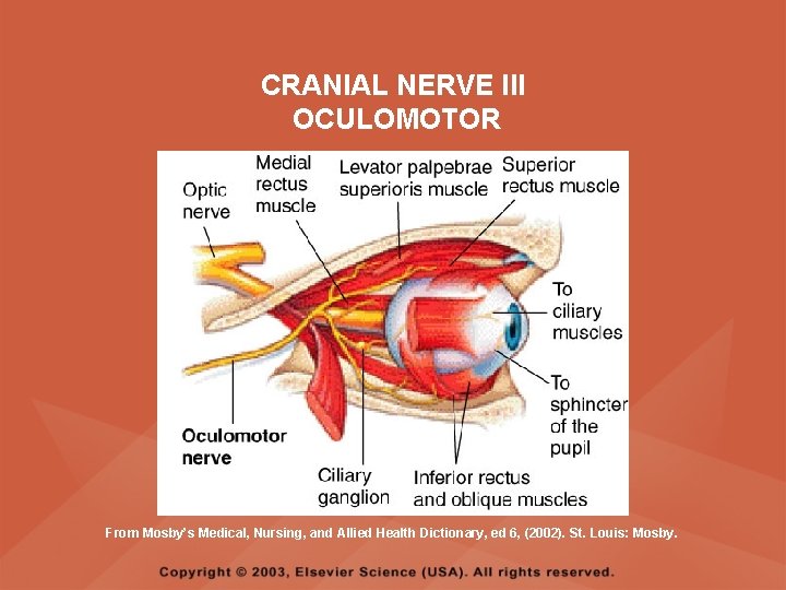 CRANIAL NERVE III OCULOMOTOR From Mosby’s Medical, Nursing, and Allied Health Dictionary, ed 6, CRANIAL NERVE III OCULOMOTOR From Mosby’s Medical, Nursing, and Allied Health Dictionary, ed 6,