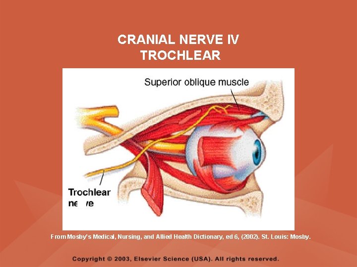 CRANIAL NERVE IV TROCHLEAR From Mosby’s Medical, Nursing, and Allied Health Dictionary, ed 6, CRANIAL NERVE IV TROCHLEAR From Mosby’s Medical, Nursing, and Allied Health Dictionary, ed 6,