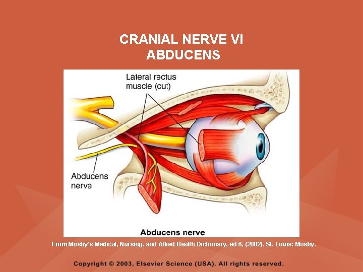 CRANIAL NERVE VI ABDUCENS From Mosby’s Medical, Nursing, and Allied Health Dictionary, ed 6, CRANIAL NERVE VI ABDUCENS From Mosby’s Medical, Nursing, and Allied Health Dictionary, ed 6,